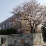 霊波之光北九州支部参門横の桜