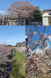 北九州支部３月２７日桜開花状況